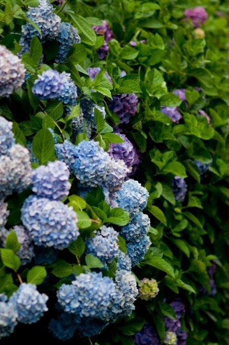 高幡不動尊あじさい祭り2019の開花や見頃はいつ?開催日程は?