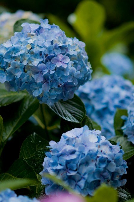 鎌倉明月院あじさい2019の開花や見頃と見どころや穴場は?