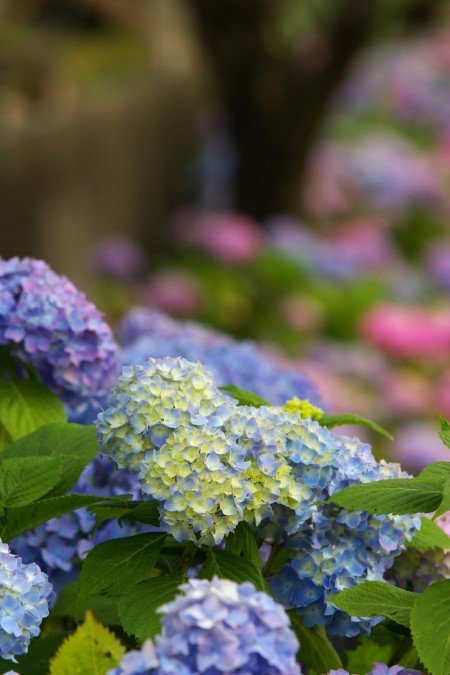 形原温泉あじさい祭り2019の開花や日程、見どころは?