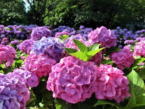 としまえんあじさい祭り2019の開花や日程、見頃やお得情報は?