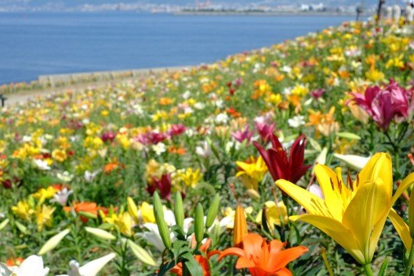 【閉園】大阪舞洲ゆり園2018の開花状況や日程は?駐車場やアクセスは?