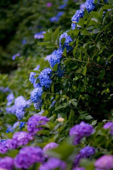 神戸市立森林植物園あじさい2019の開花や見頃とアクセス方法は?