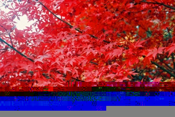 常寂光寺の紅葉2018の見ごろ時期とおすすめ紅葉スポットはココ!