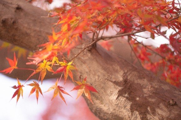 軽井沢の紅葉