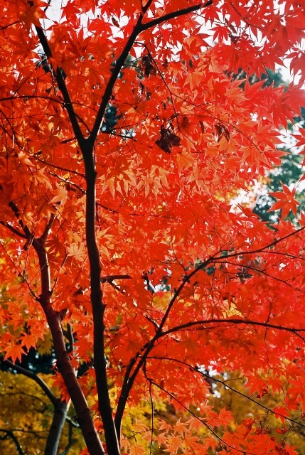 毘沙門堂の紅葉2018見ごろ時期と紅葉狩りスポットはココ!