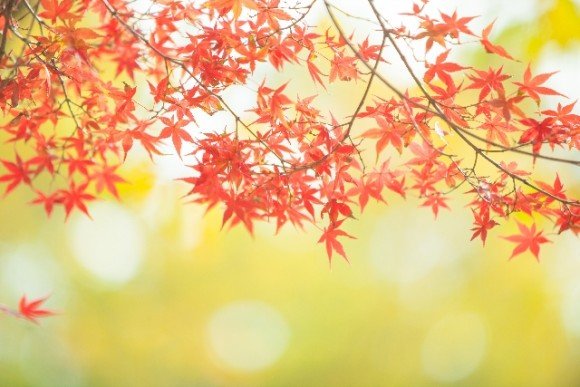 大阪の紅葉