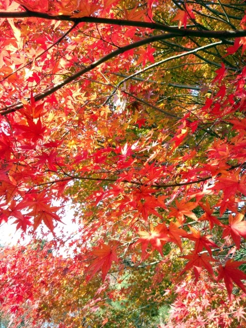 京都の紅葉穴場スポット2018!おすすめトップ5はココ!