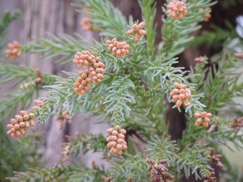 花粉症の咳やたん・のどの痛みが止まらない時の対処方法