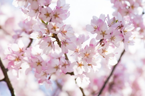 桜のイラスト無料 画像 素材 背景 おすすめ10選 豆知識press