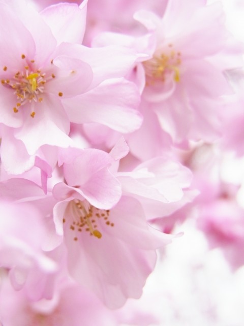 赤城南面千本桜2019開花状況と見頃時期!
