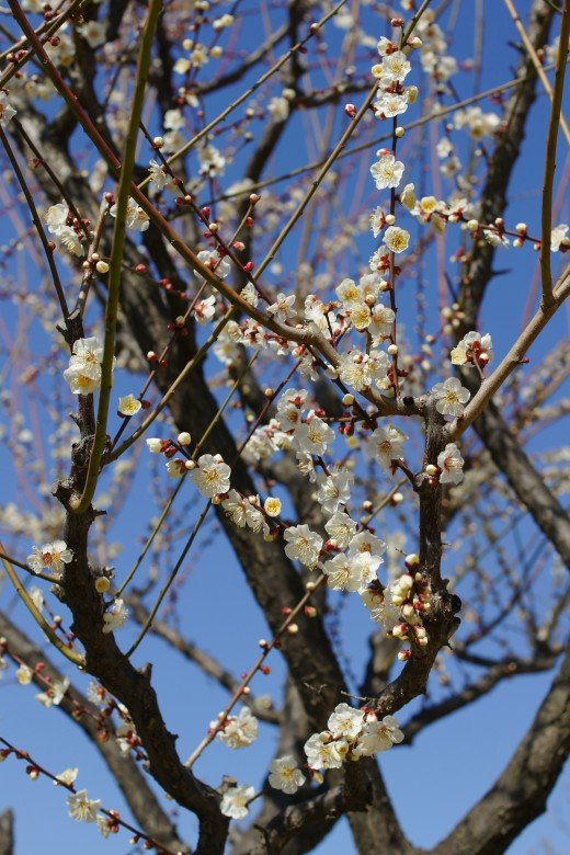 青谷梅林の梅まつり2020の見頃の時期や開花状況は?