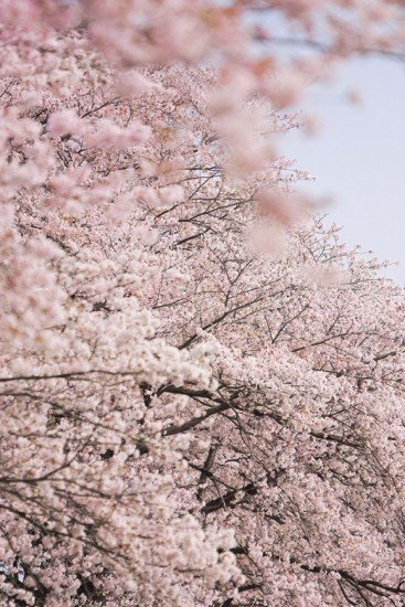 船岡城址公園の桜(桜祭り)2019の開花状況と見頃時期!