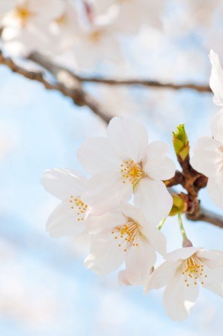 彦根城桜まつり2019桜の開花情報とライトアップ!