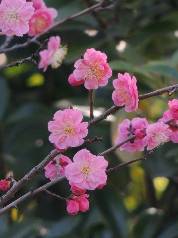 いなべ市梅林公園の梅まつり2020の見頃の時期や開花状況は?