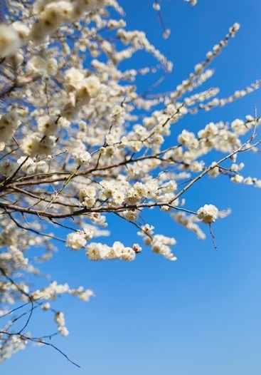 越生梅林の梅まつり2019梅の見頃や開花状況は?