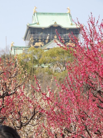 大阪城公園の梅(梅林)2019の見頃の時期や開花状況は?