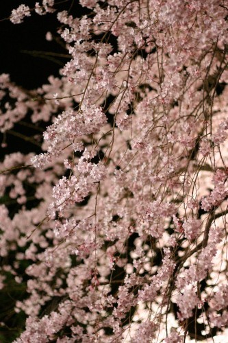 六義園の桜2019の見頃や開花状況とライトアップ!
