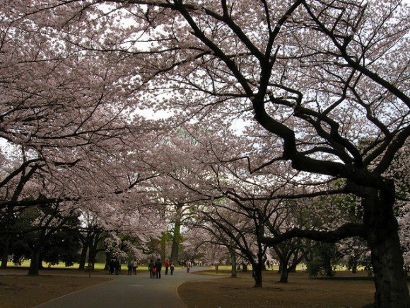 新宿御苑の桜2019の見頃や開花状況とアクセス方法!