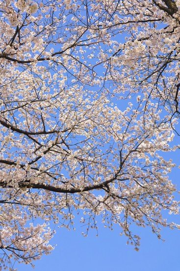 高田公園の桜(観桜会桜祭り)2019の開花状況と見頃時期!