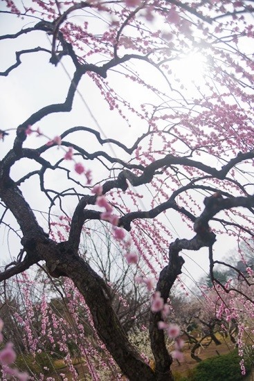 結城神社梅まつり2020の見頃の時期や開花状況は?