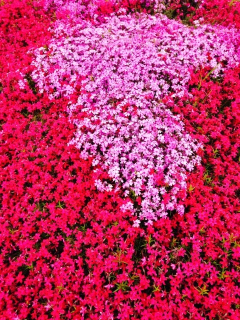 みさと芝桜公園芝桜まつり2019と開花情報や見頃!アクセスは?