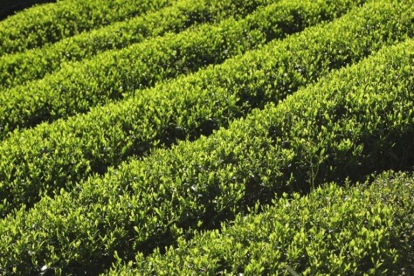 八十八夜2019はいつ?意味やお茶摘みの秘密!