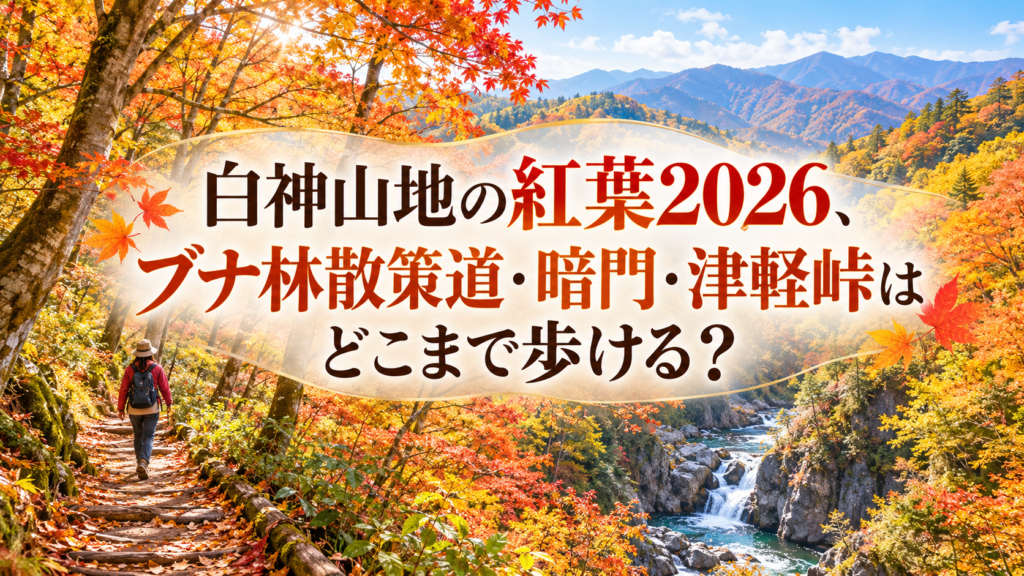 赤やオレンジに色づく白神山地のブナ林と散策路を、秋の柔らかな光の中で歩く人の後ろ姿を捉えた風景。